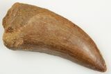 Serrated, Carcharodontosaurus Tooth - Real Dinosaur Tooth #192990-1